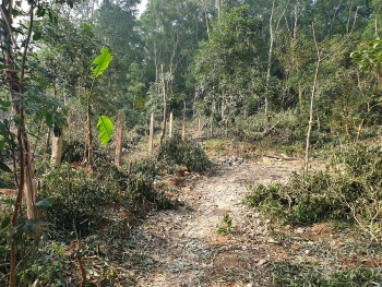 Thanh Hóa: Cần xử lý nghiêm đối tượng múc đất lâm nghiệp và chặt phá rừng đặc dụng