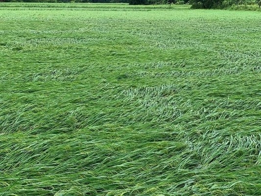 Tỉnh Hà Tĩnh: Mưa lớn kèm gió xoáy làm hàng ngàn ha lúa ngã rạp