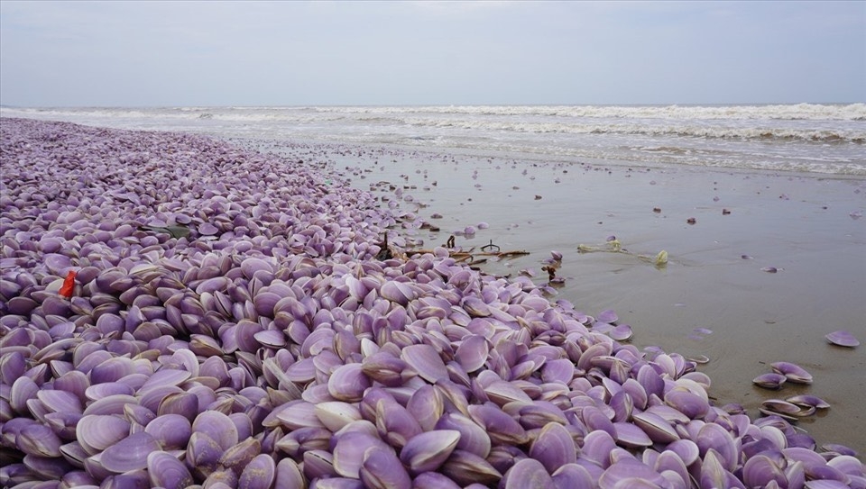 Hàng tấn ngao giấy chết dạt vào bờ biển Thanh Hoá