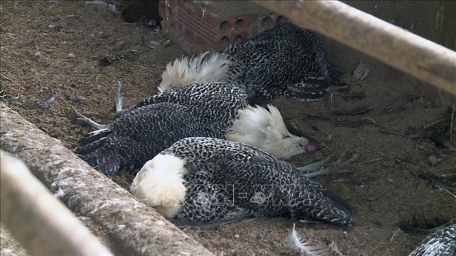 5844 cum a h5n6 tai quang tri1