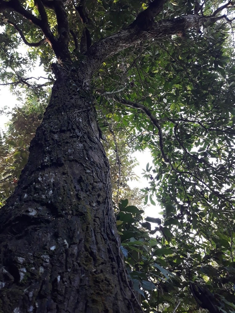 Thanh Hoá có rừng sến lớn nhất Đông Nam Á