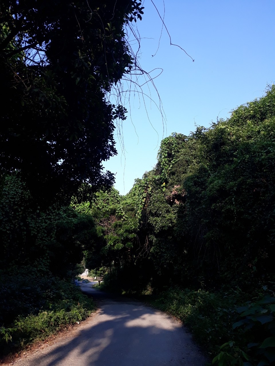 Thanh Hoá có rừng sến lớn nhất Đông Nam Á