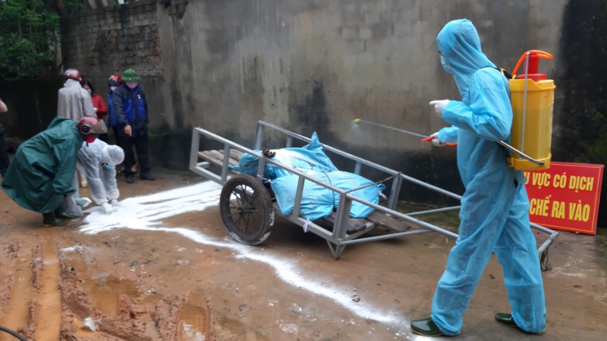 Quảng Bình:  Tiềm ẩn nguy cơ bùng phát dịch tả lợn Châu Phi trên diện rộng