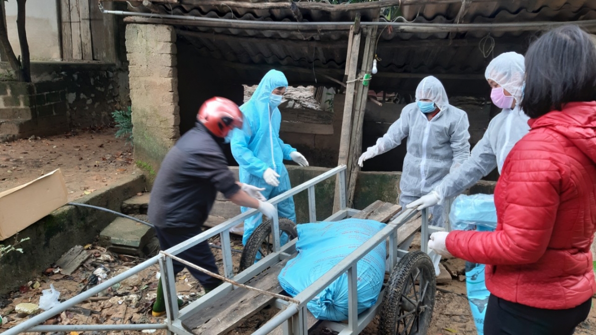 Quảng Bình:  Tiềm ẩn nguy cơ bùng phát dịch tả lợn Châu Phi trên diện rộng