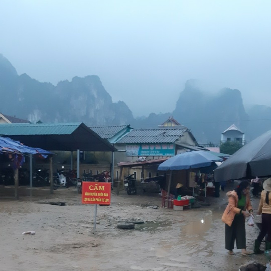 Quảng Bình:  Tiềm ẩn nguy cơ bùng phát dịch tả lợn Châu Phi trên diện rộng