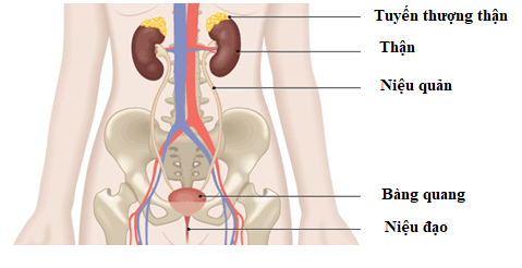 Phẫu thuật thành công cho người bệnh bướu tuyến thượng thận hai bên hiếm gặp