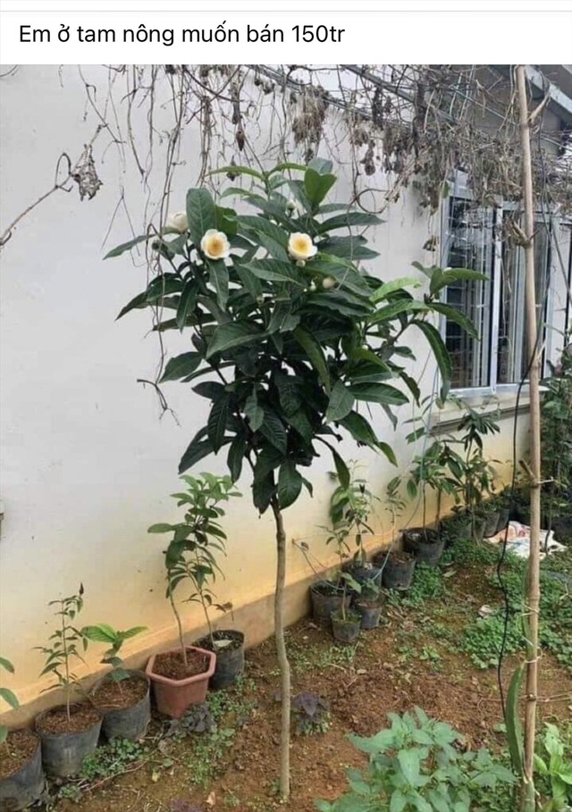 Bạch hải đường thực chất là loại cây… giá rẻ