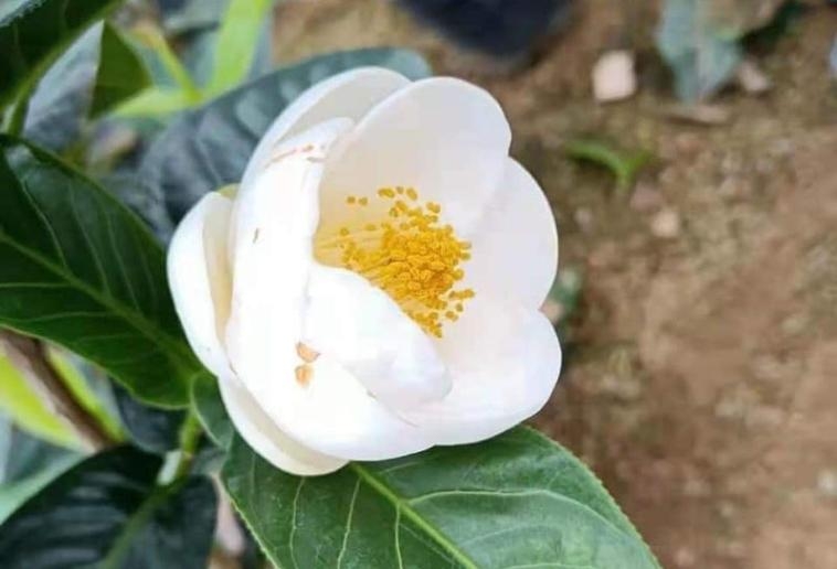 Bạch hải đường thực chất là loại cây… giá rẻ