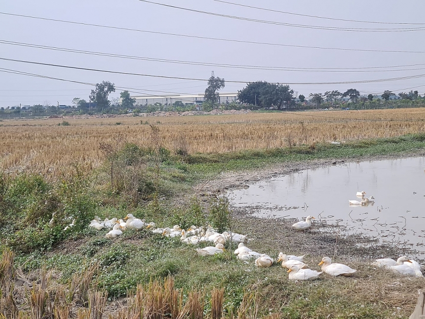 Bắc Ninh: Chủ tịch UBND tỉnh chỉ đạo giám sát chặt tình trạng phân lô bán nền trái phép
