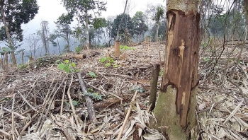 Huyện Tân Sơn, Phú Thọ: Chỉ đạo điều tra vụ phá rừng đặc dụng tại Vườn quốc gia Xuân Sơn