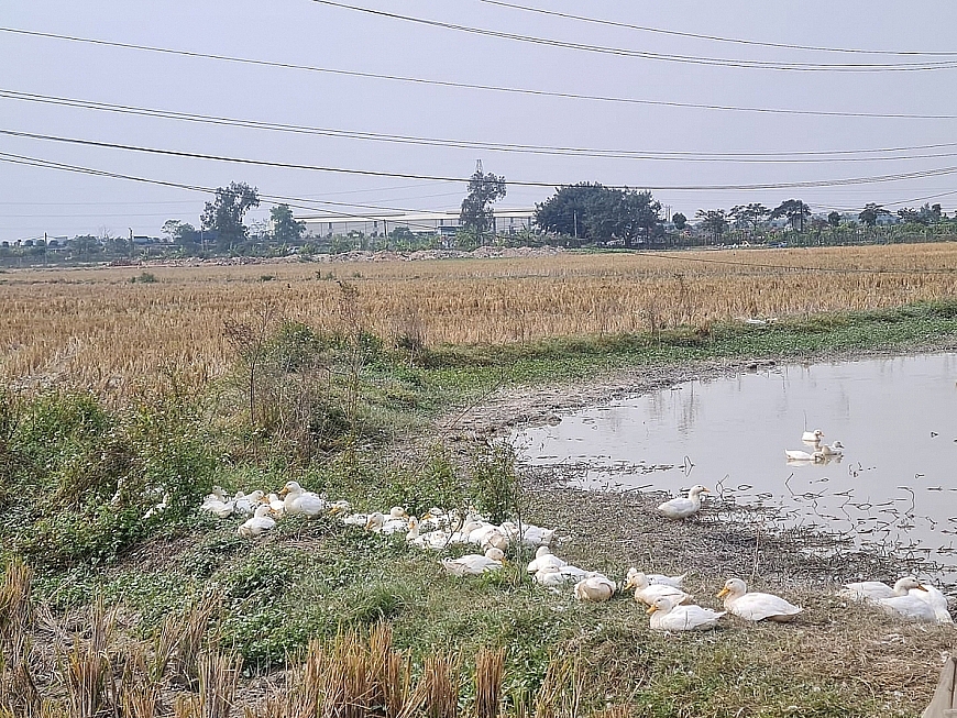 Huy động vốn trái phép tại các dự án có thể bị xử lý hình sự, nhiều chủ đầu tư vẫn phớt lờ?!