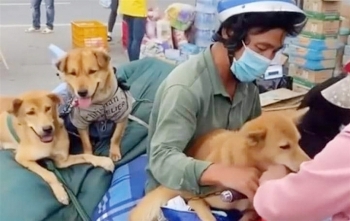 Chính quyền lên tiếng về vụ tiêu hủy 16 con chó và mèo ở tỉnh Cà Mau