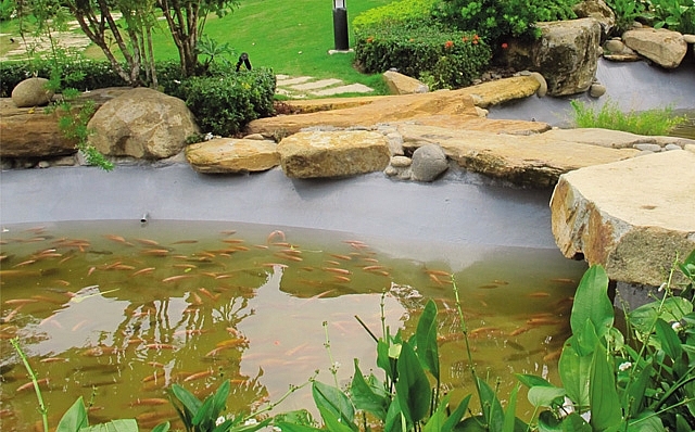 Hồ nuôi cá sử dụng nước thải sau khi xử lý của nhà máy Bia Heineken. Nguồn: Internet