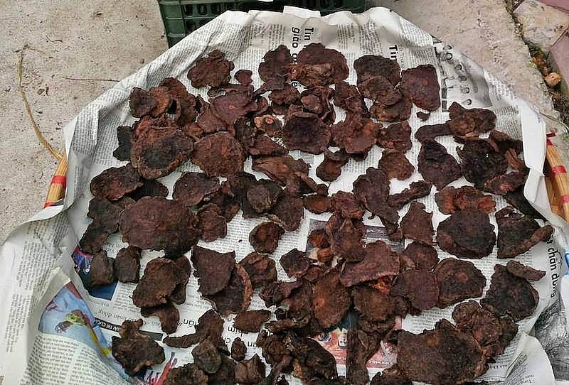 Hà thủ ô - vị thuốc vàng cho sức khỏe người cao tuổi