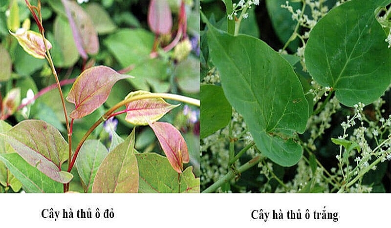 Hà thủ ô - vị thuốc vàng cho sức khỏe người cao tuổi