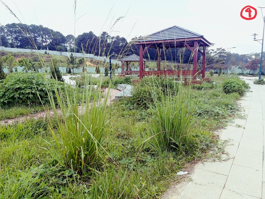 Bồn hoa, lối đi… bị bỏ mặc, không người chăm sóc khiến cây dại cao lút đầu người.