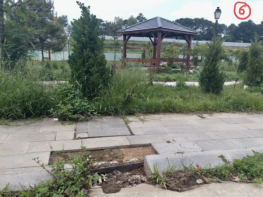 Chòi vắng - hè bong - hoa cỏ dại