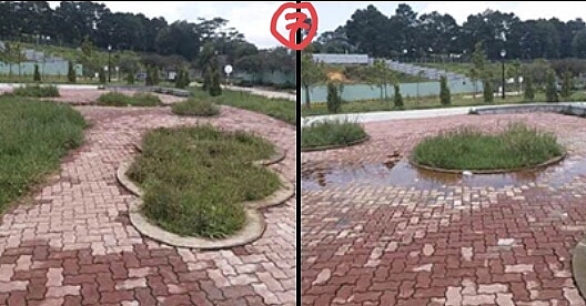 Bồn hoa hay bồn cỏ?