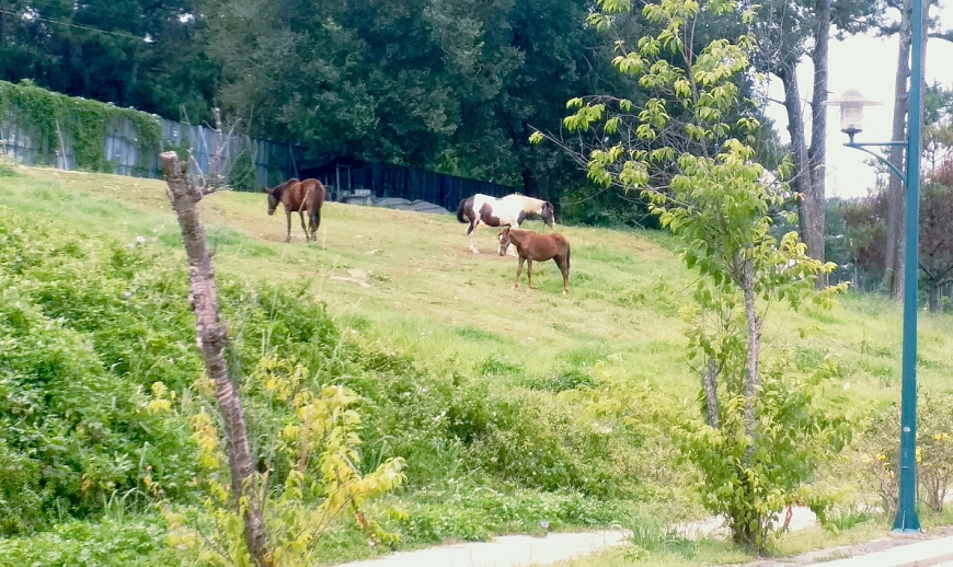 Diện tích quy hoạch công viên đang là nơi chăn ngựa