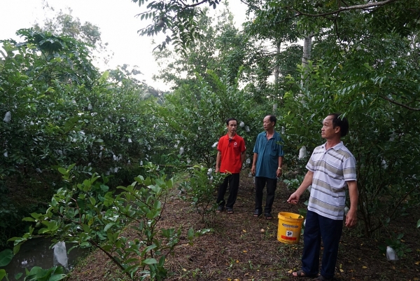 tp can tho dat o lau nam bong dung bi thi hanh an