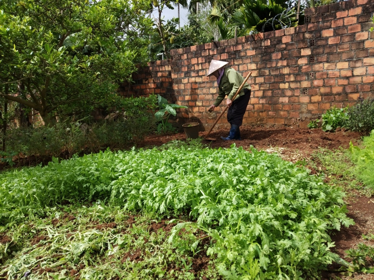 NCT chi hội 4 trồng rau phát triển kinh tế gia đình.