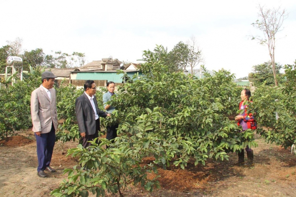 Vườn mẫu của gia đình bà Cao Thị Nhuệ ở huyện Kỳ Anh, tỉnh Hà Tĩnh