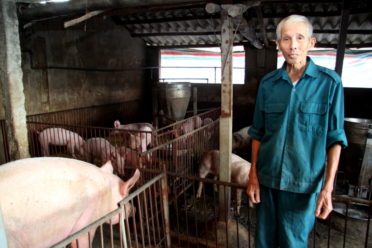 Ông Nguyễn Huy Anh, Chi hội trưởng NCT thôn Kim Sơn, xã Kỳ Bắc với mô hình nuôi gia súc cho thu nhập cao