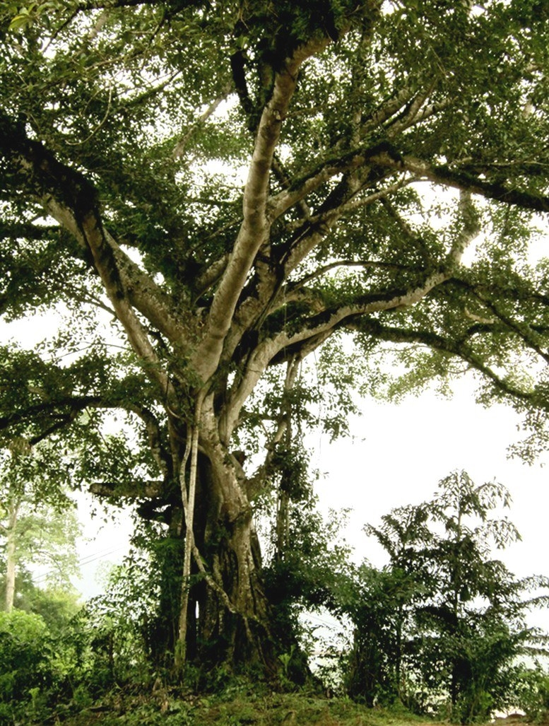 Người cao tuổi bản Thái Khe Rạn làm du lịch…