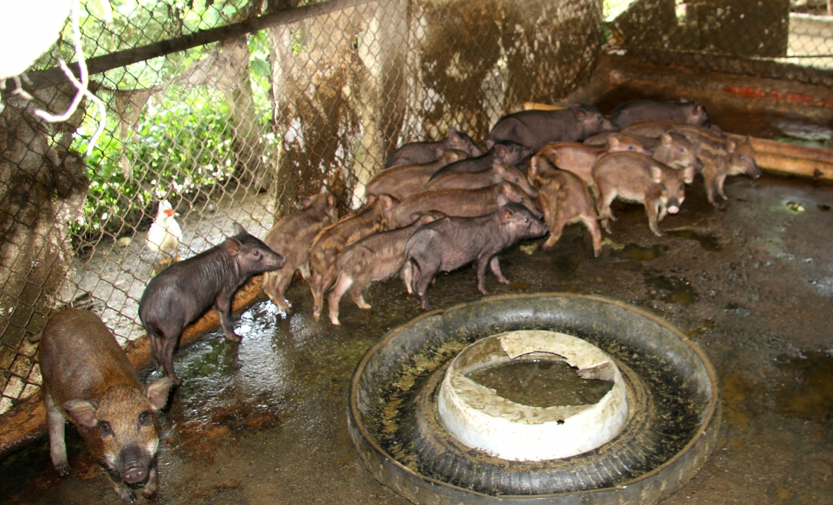 Lợn rừng giống trong trang trại của ông Triệu Văn Kênh