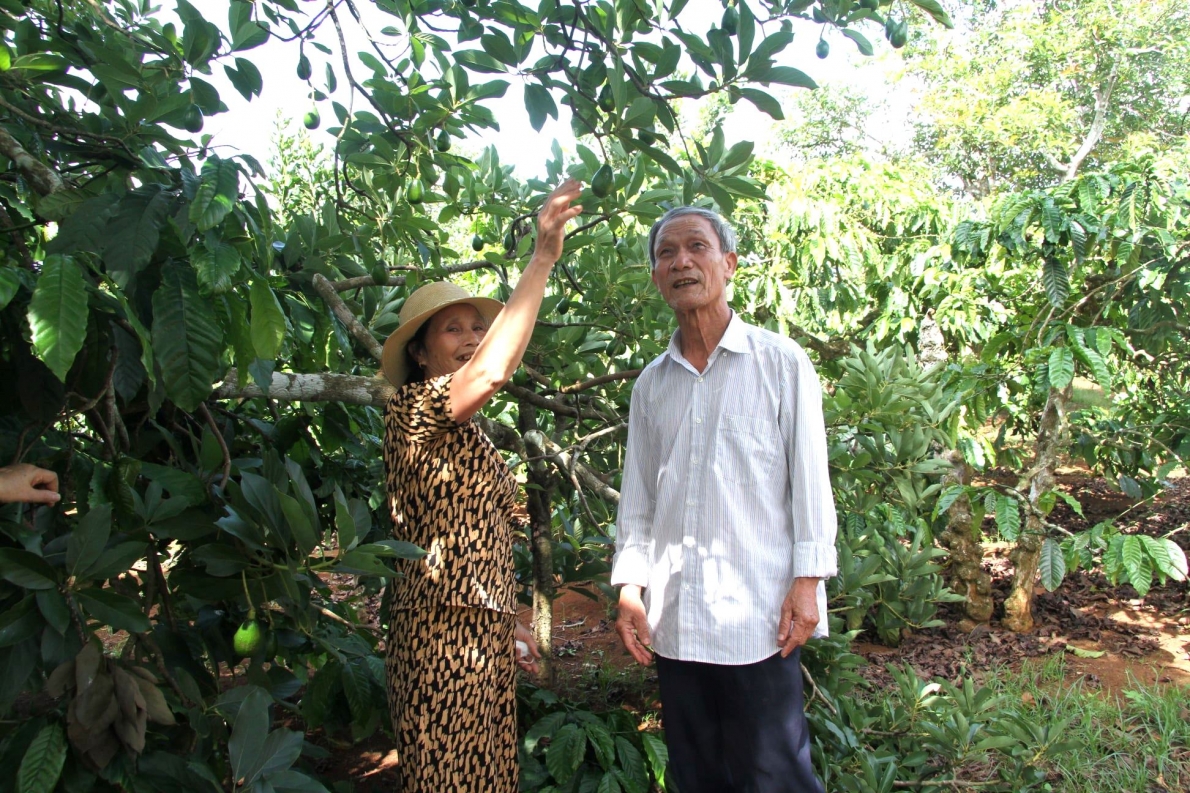 Vợ chồng ông Nguyễn Thanh Bình, thôn Hòa Bình, xã Ea Hồ, huyện Krông Năng, tỉnh Đắk Lắk thăm vườn