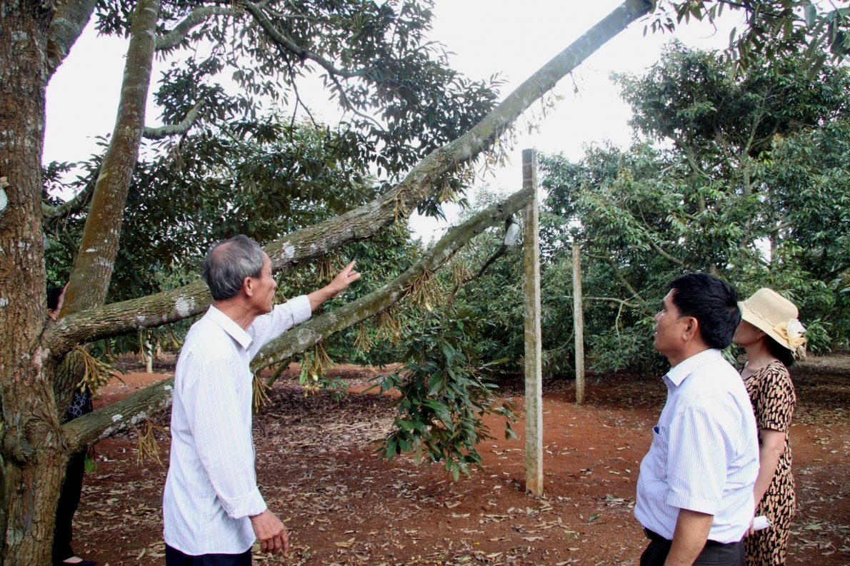 Ông Nguyễn Thanh Bình chia sẻ cách chăm sóc sầu riêng đề cho hiệu quả kinh tế cao