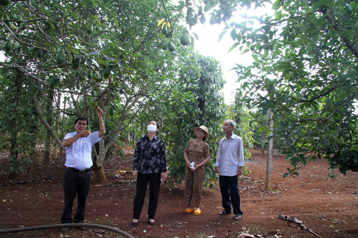 Bơ trong vườn nhà ông Nguyễn Thanh Bình