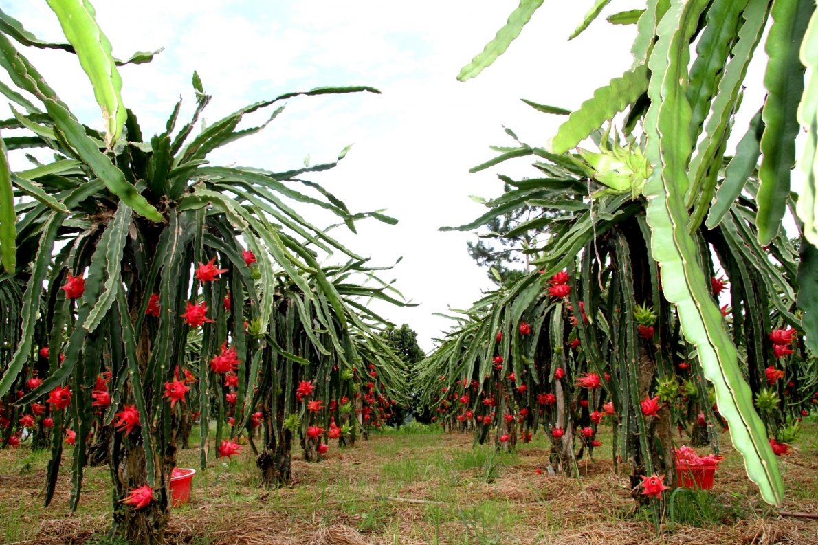 0554 vyyn thanh long cya hyi vien nct tynh yiyn bien