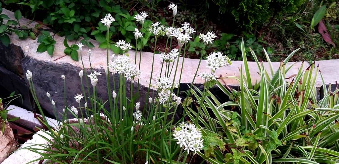 Bà chủ homstay Bản Mòn