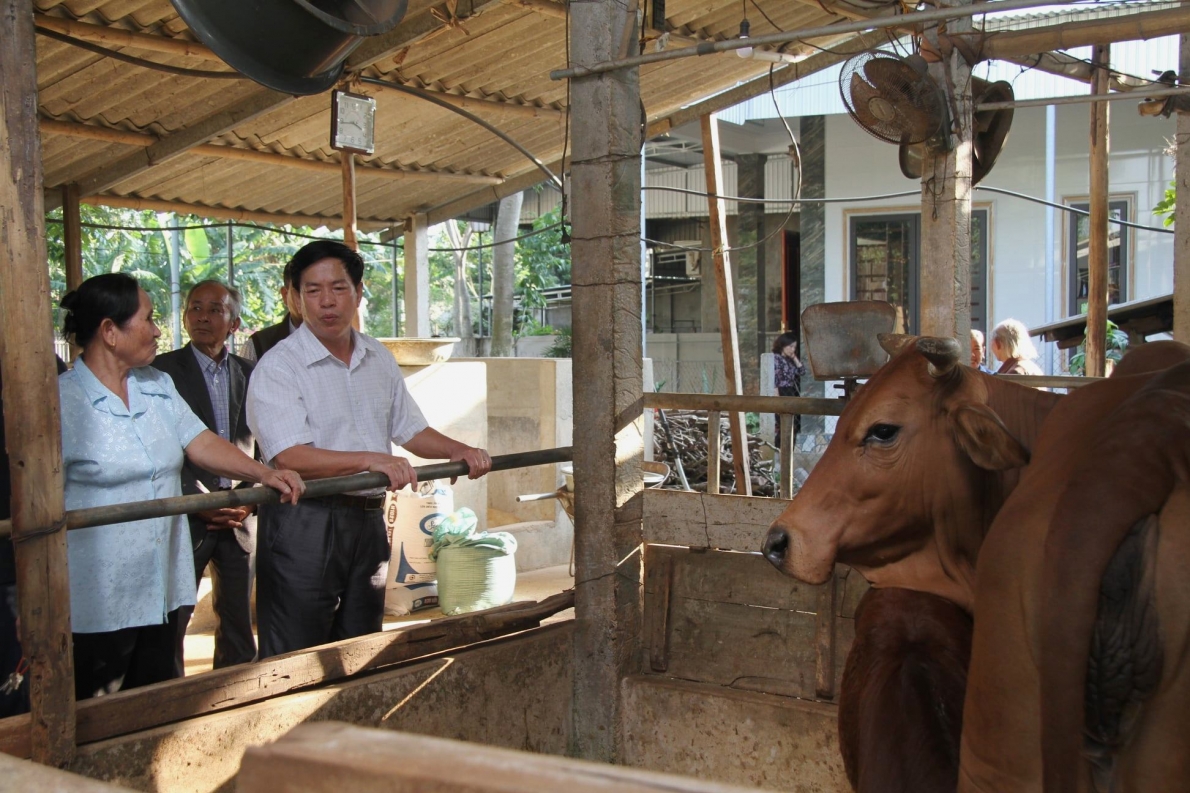 Tỉ phú vì nuôi bò…