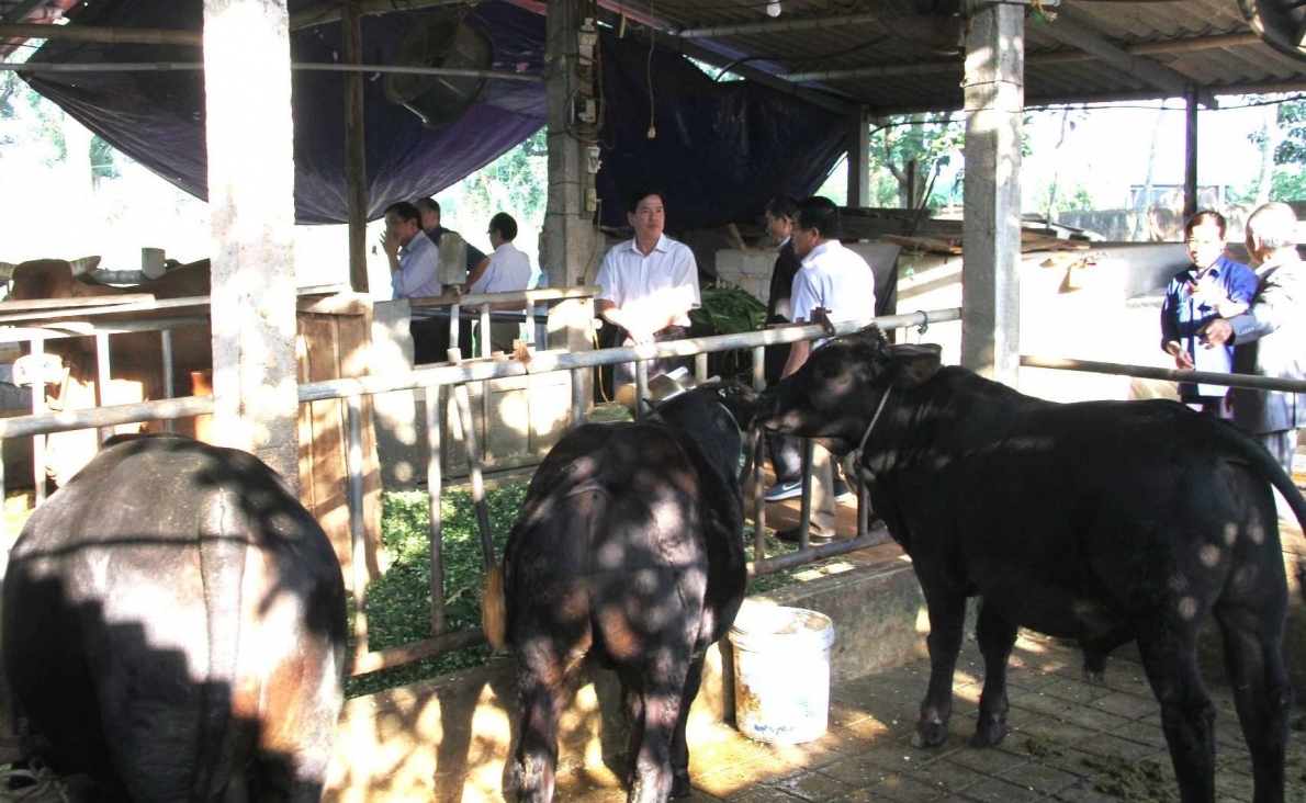 Tỉ phú vì nuôi bò…