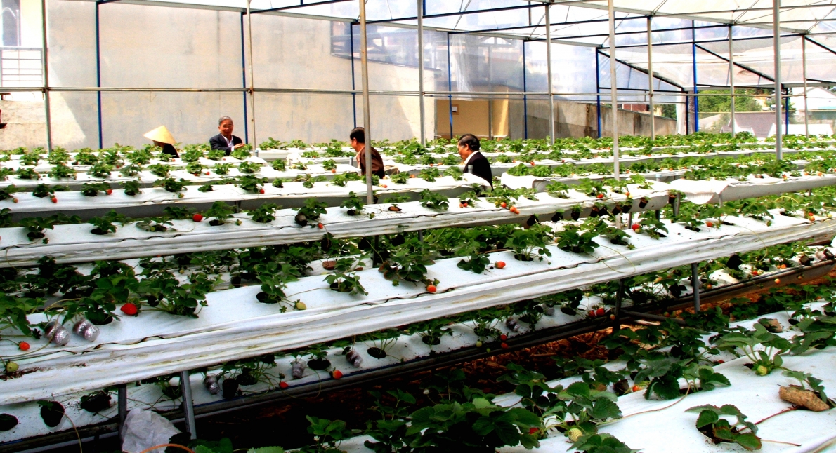 Mô hình trồng dâu tây sạch cho giá trị kinh tế cao của NCT tỉnh Lâm Đồng