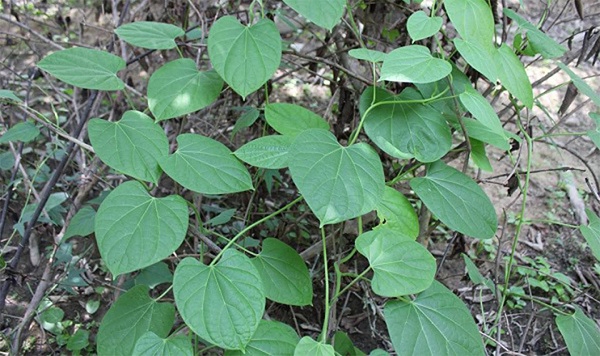 Chế độ ăn uống, luyện tập, các bài thuốc Nam dành cho người mắc bệnh xương khớp