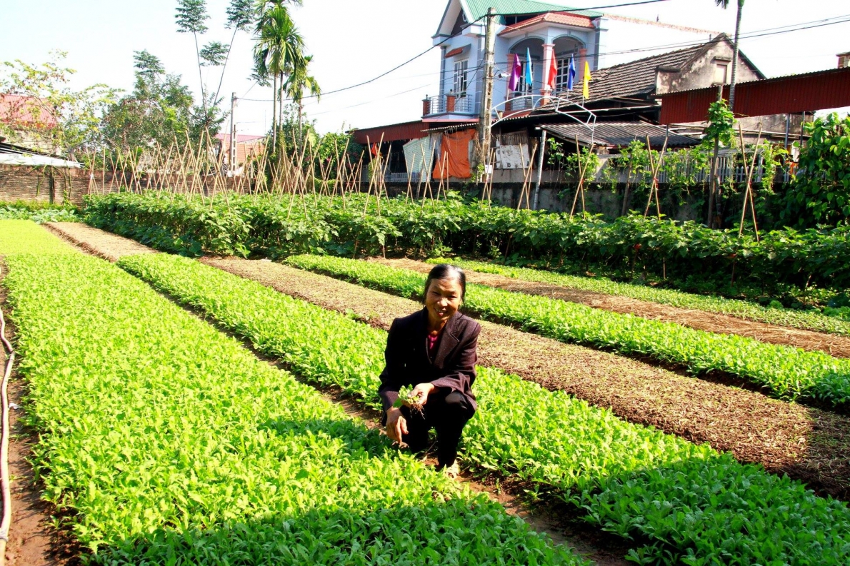 Một mô hình tăng thu nhập từ nguồn vốn vay của CLB Liên thế hệ tự giúp nhau thôn Lầy, huyện Phúc Thọ