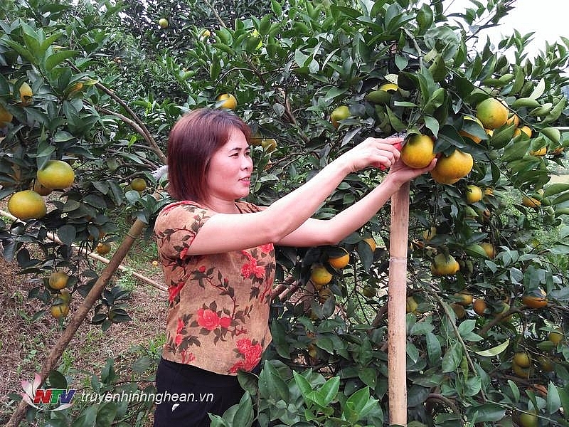  Vườn cam của chị Lê Thị Hoa ở xóm Sướn, xã Thanh Đức,huyện Thanh Chương vào kỳ thu hoạch