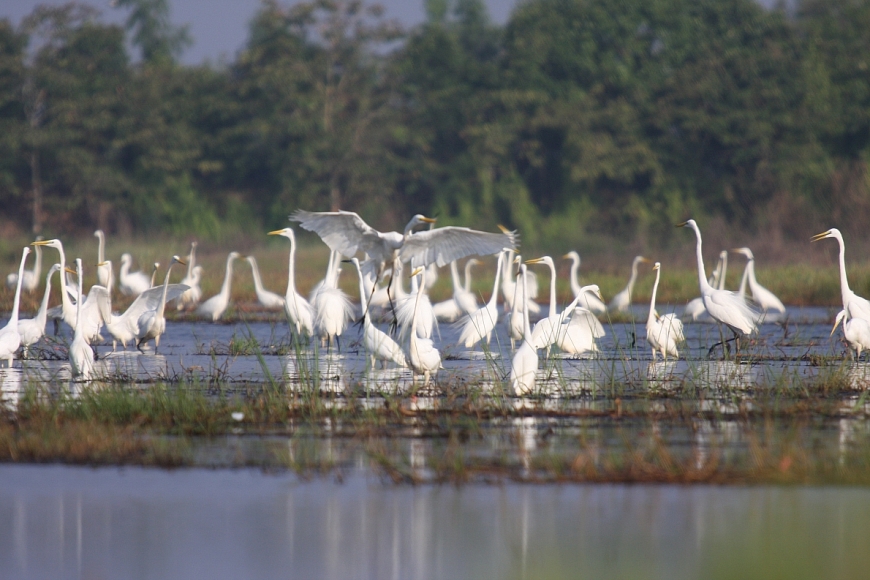 Về Tràm Chim ngắm  “Nữ hoàng chân dài”