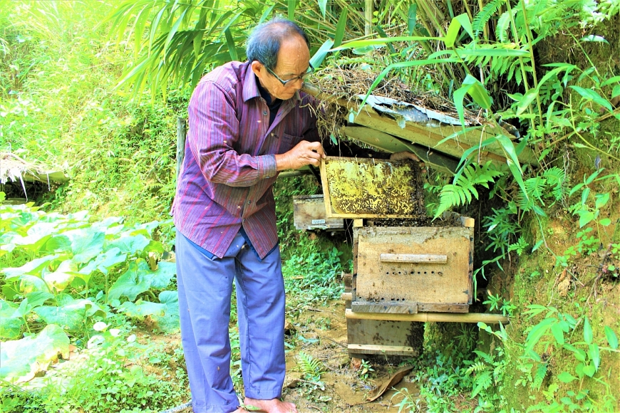 Ông Trần Ngọc Liềng và mô hình nuôi ong mật của gia đình