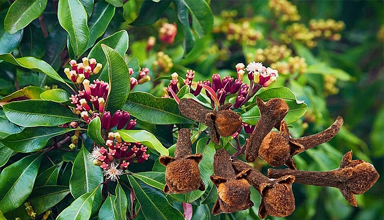 Hoa đinh hương làm thuốc