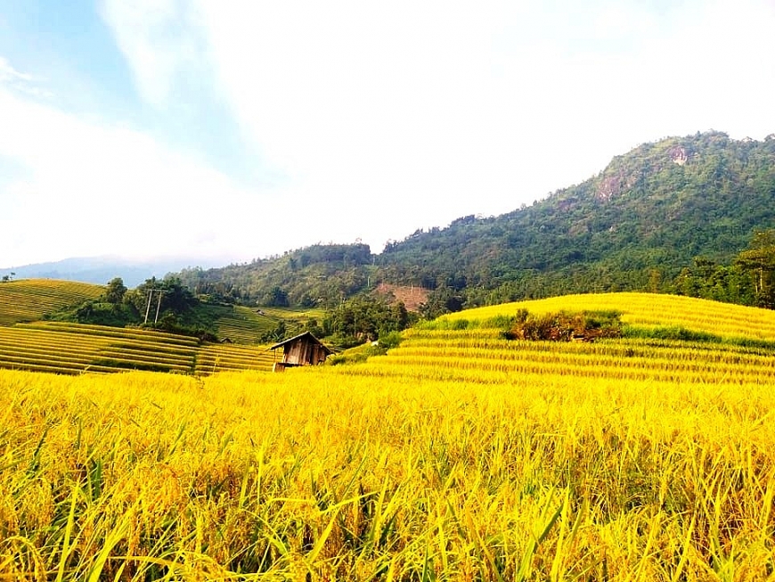 Lúa vàng ruộng bậc thang Xím Vàng.