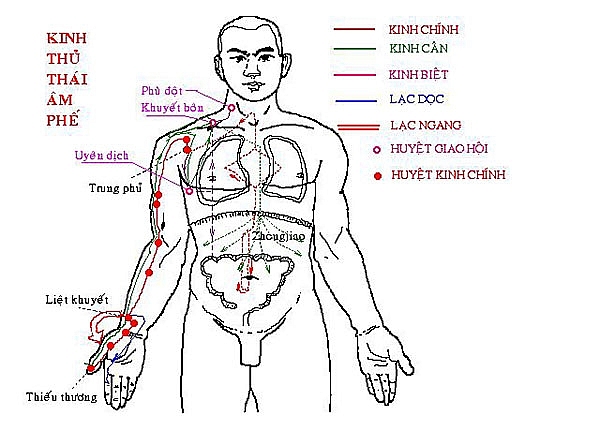 Con người dưới cách nhìn của y học cổ truyền (Kì 28)