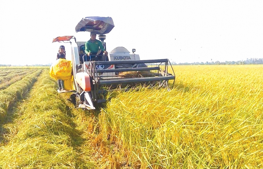 Cánh đồng lúa ST 25, giống lúa ngon nhất thế giới