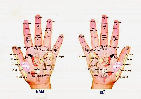 Con người dưới cách nhìn của y học cổ truyền (Kì 29)