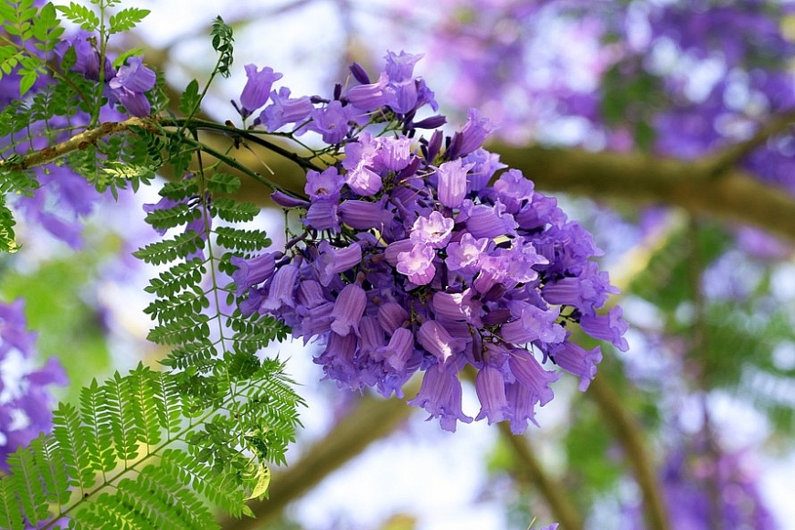 Phượng tím Đà Lạt