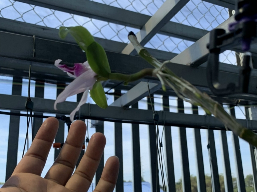 Cây lan đột biến giá 1,4 tỷ ra hoa không khác gì loại lan mua với giá 100 ngàn đồng