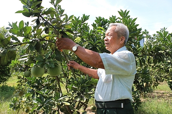 Ông Nghênh chăm sóc vườn cây ăn quả của gia đình.